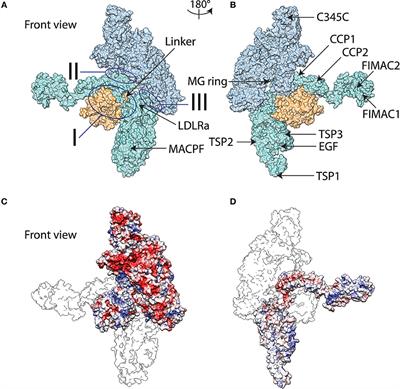 Immunophysical Evaluation of the Initiating Step in the Formation of the Membrane Attack Complex